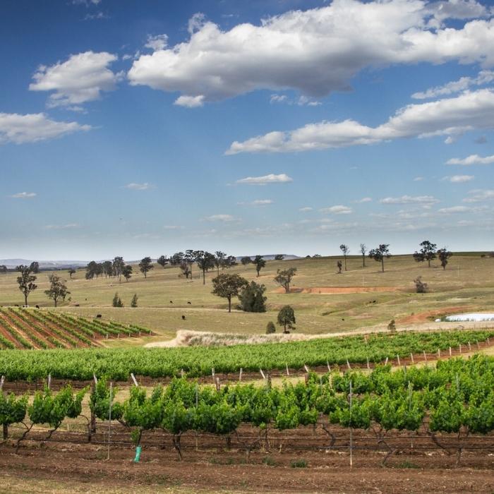 Hunter valley vineyards and boutique wine tasting